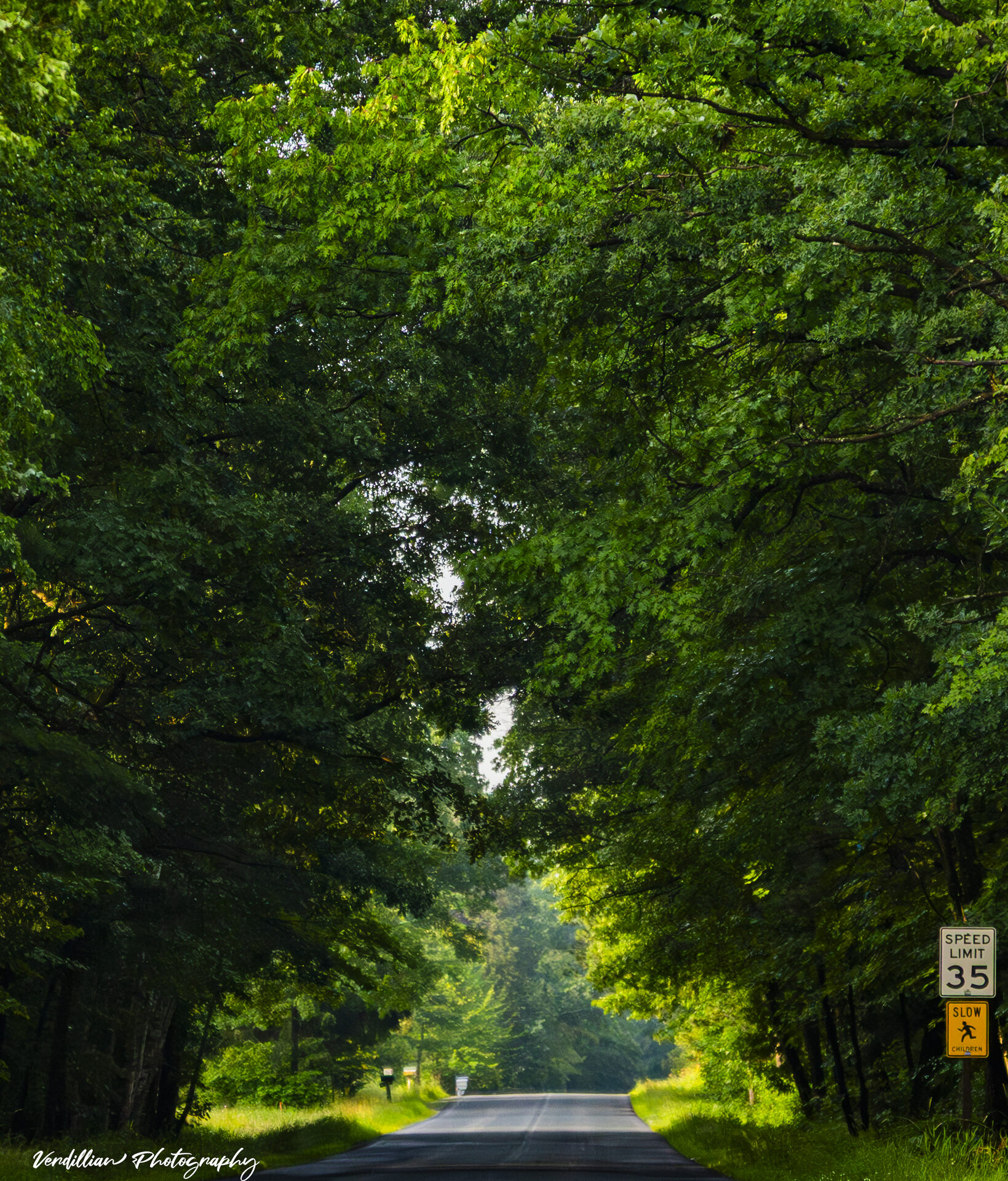 A sunlit tunnel of trees over a rural road with a 35 mph speed sign