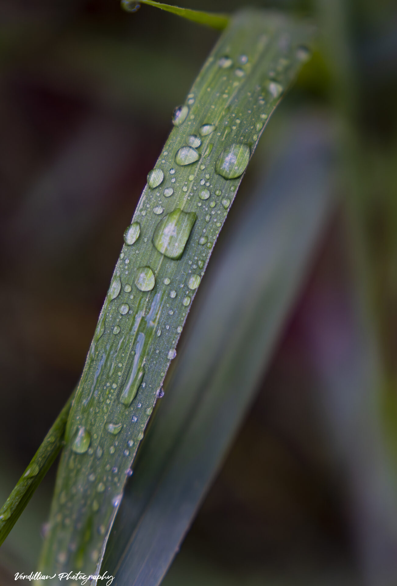Macro shot of raindrops beaded on a blade of grass