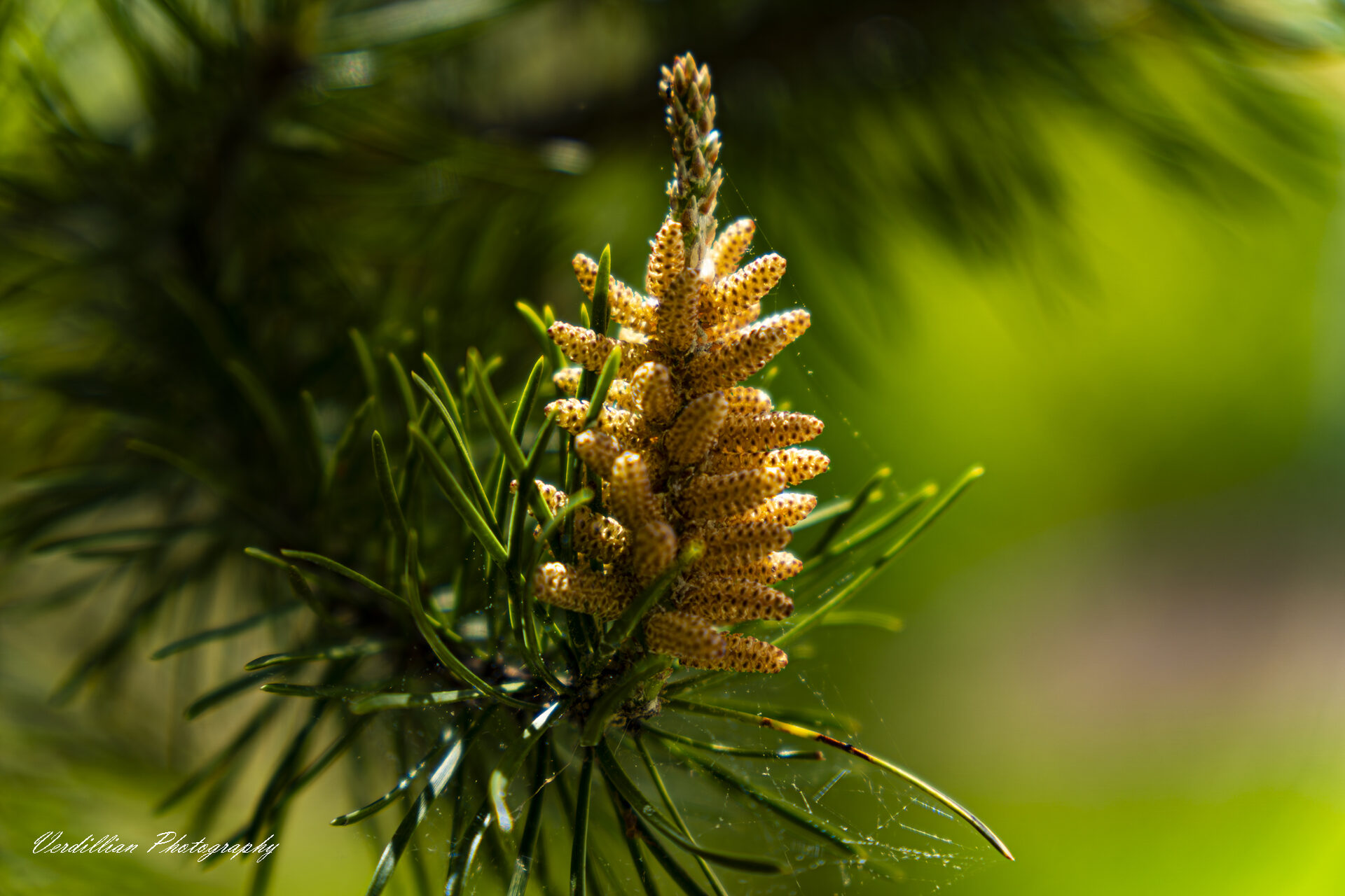 Backlit macro shot of a pine catkin surrounded by needles and spiderweb