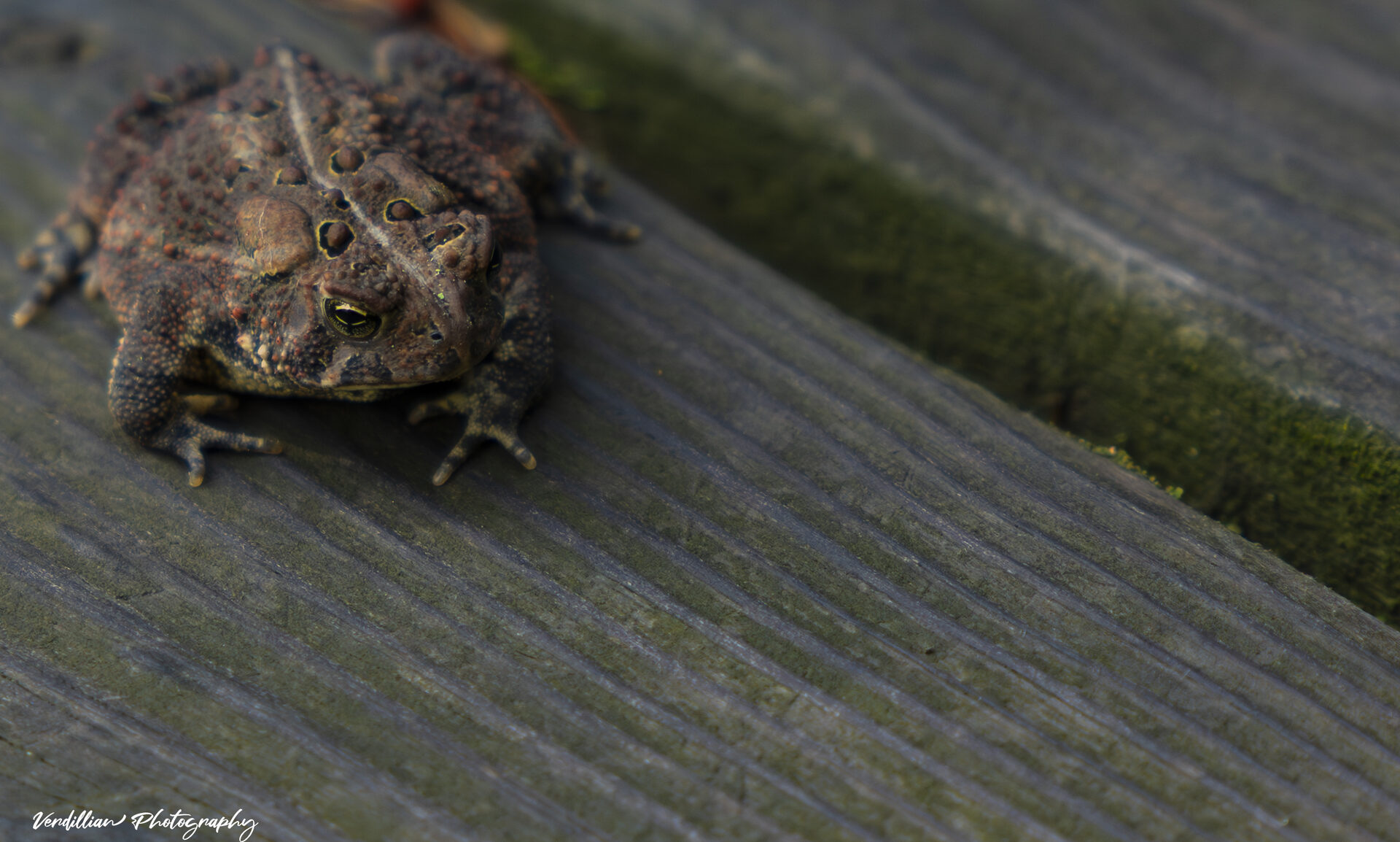 A toad resting on a mossy wooden plank