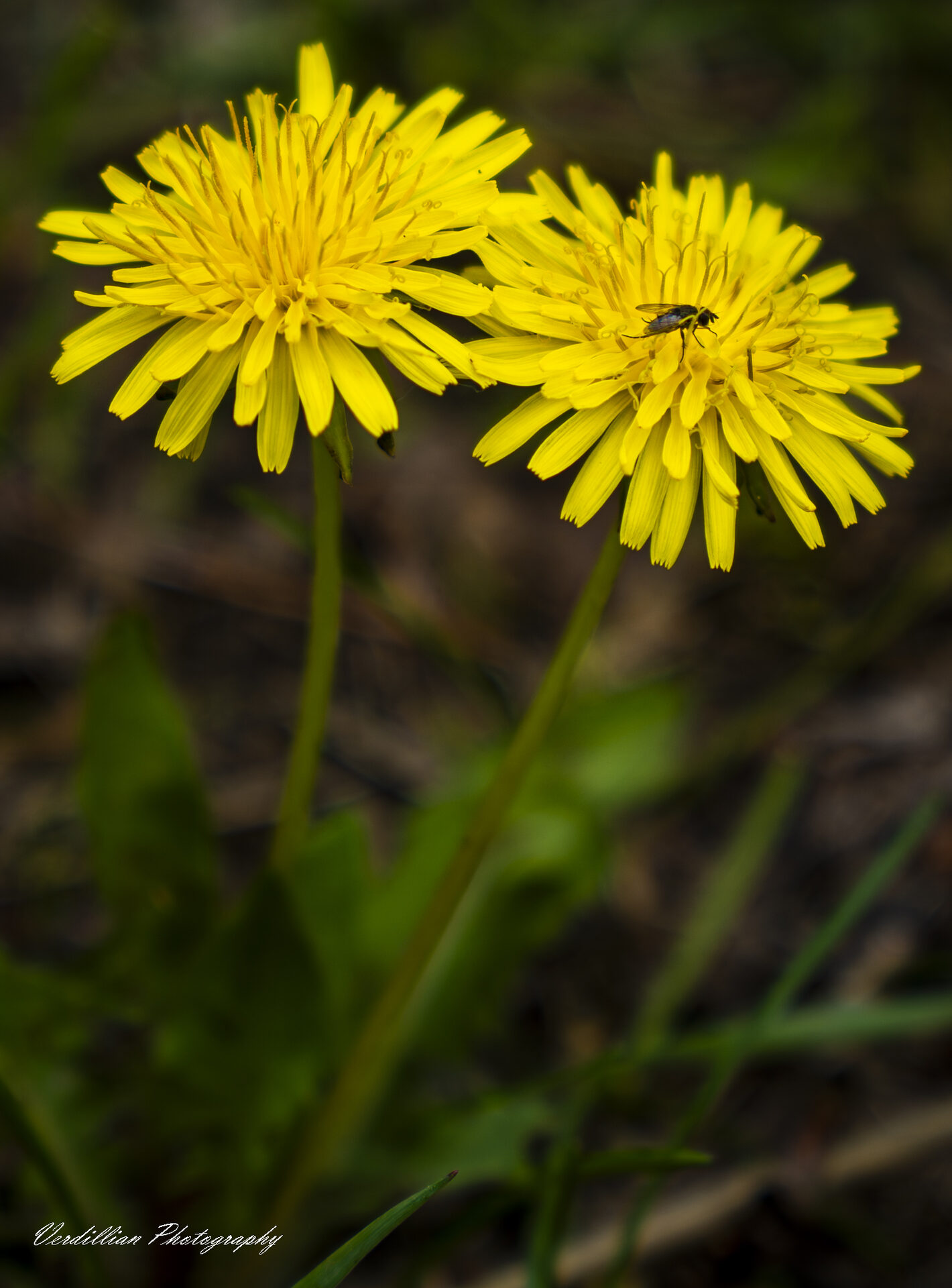 Two yellow dandelions in bloom with a small fly resting on one
