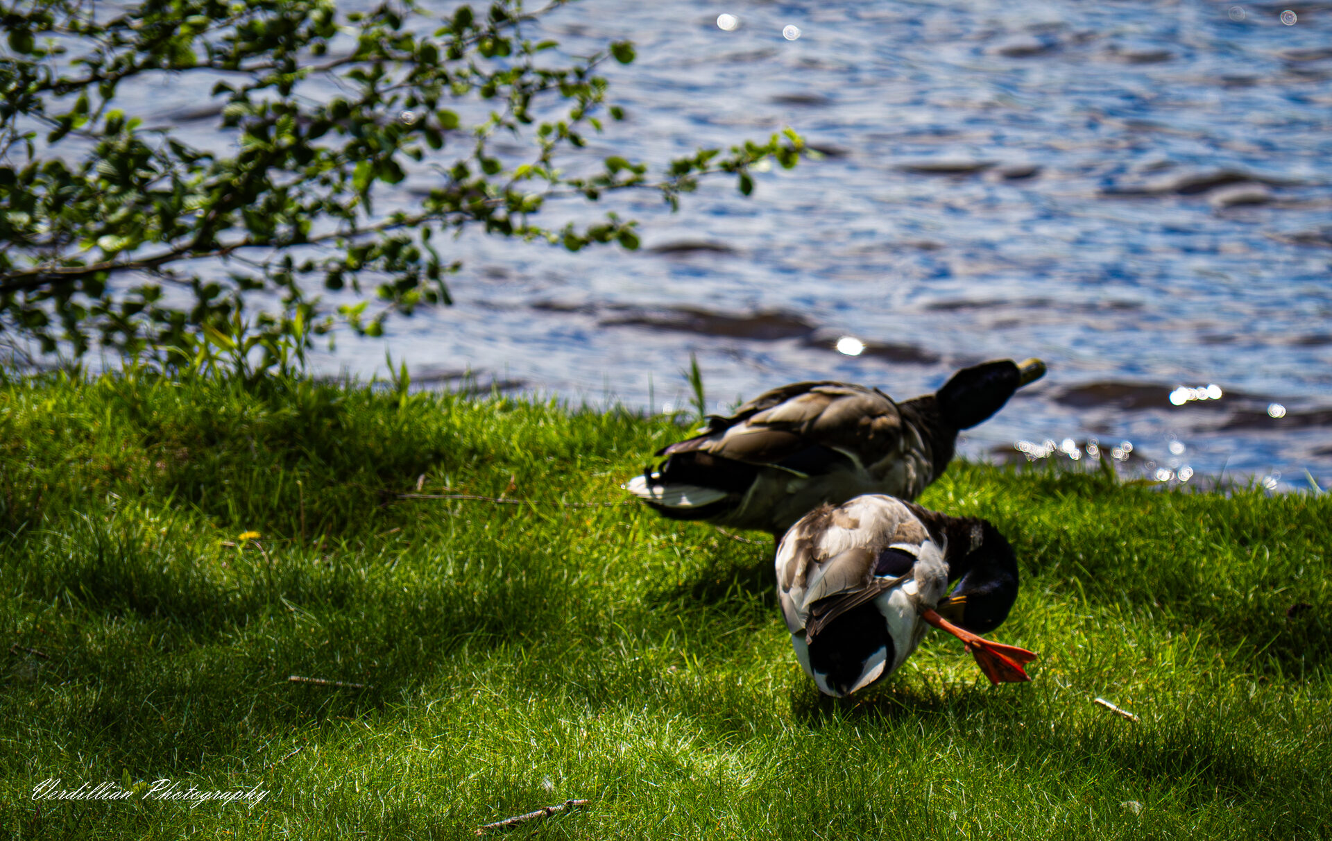 Two ducks preening on a grassy lakeshore