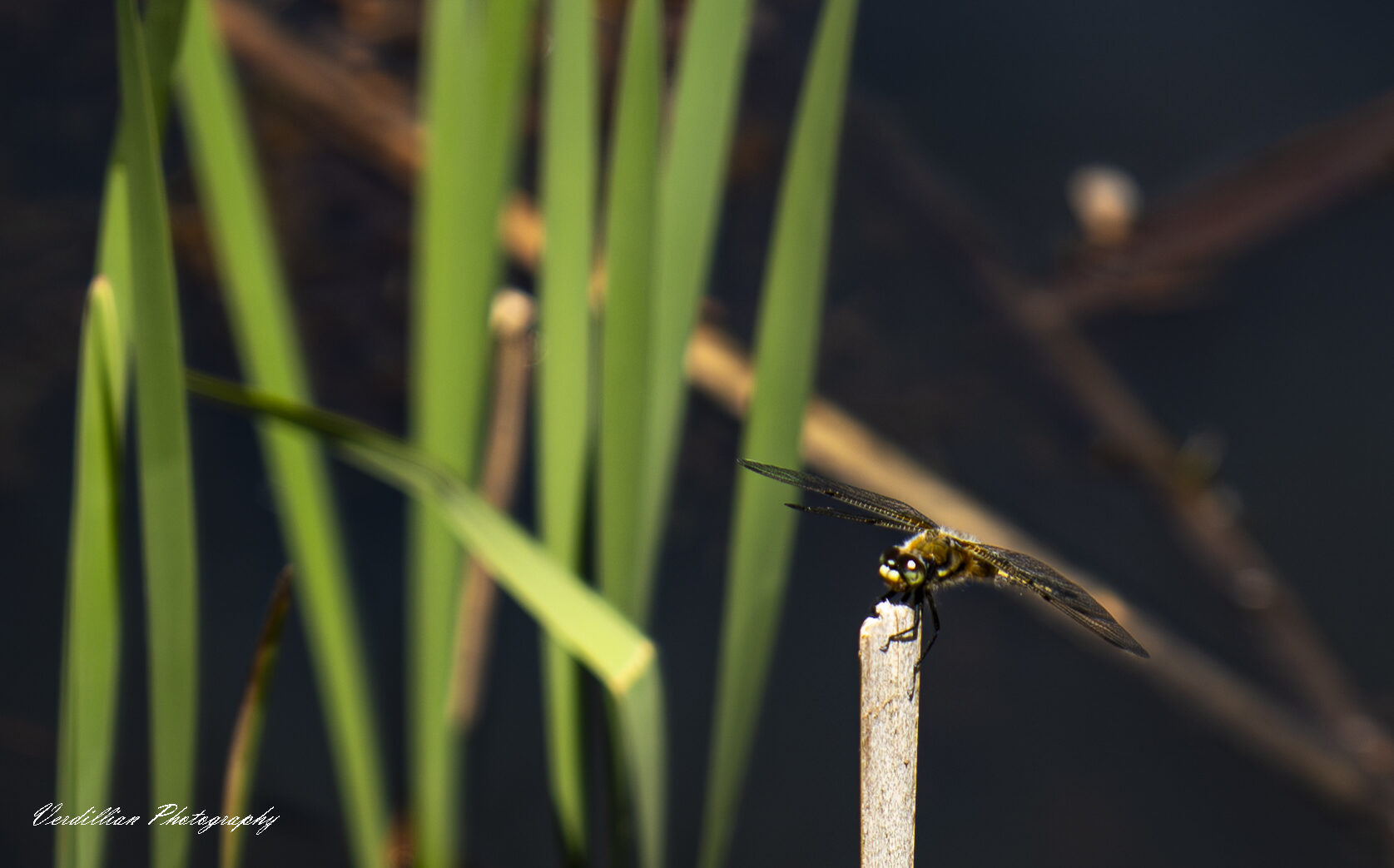 A dragonfly perched on a reed beside a pond with tall grasses